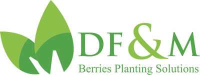DF&M - Berries Planting Solutions